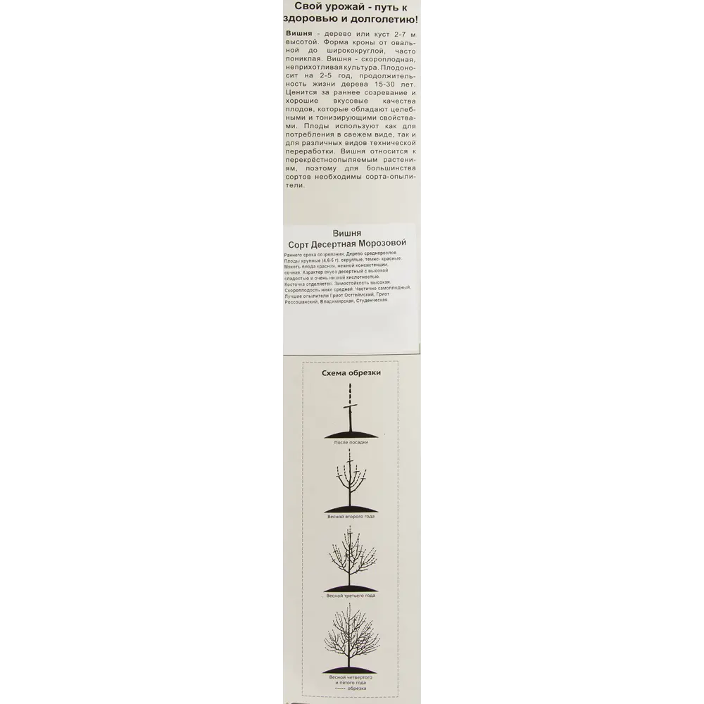 Вишня Десертная Морозовой, 2-х летка 18345681 STLM-2031633 Santreyd  - Вид №1