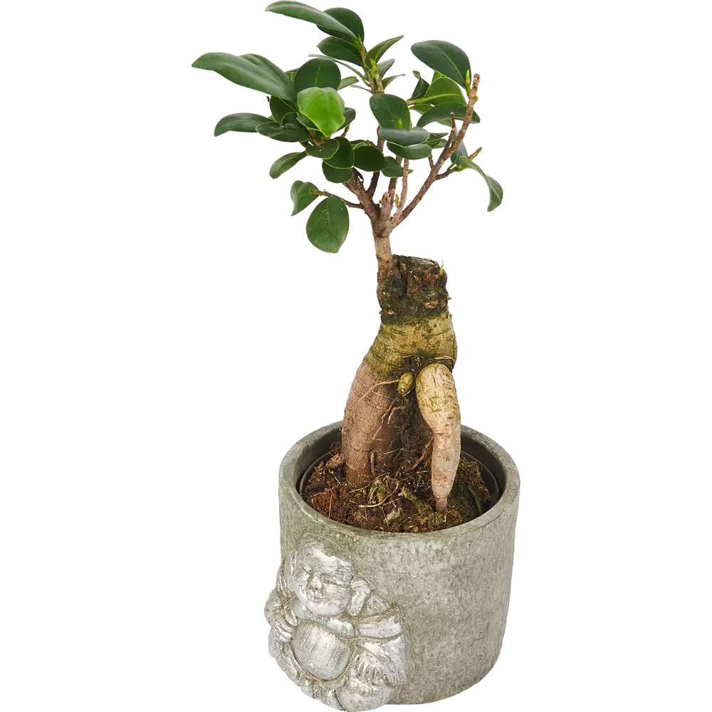 Фикус Микрокарпа Santreyd — изящное комнатное дерево с пышной кроной 85324844 STLM-0061457