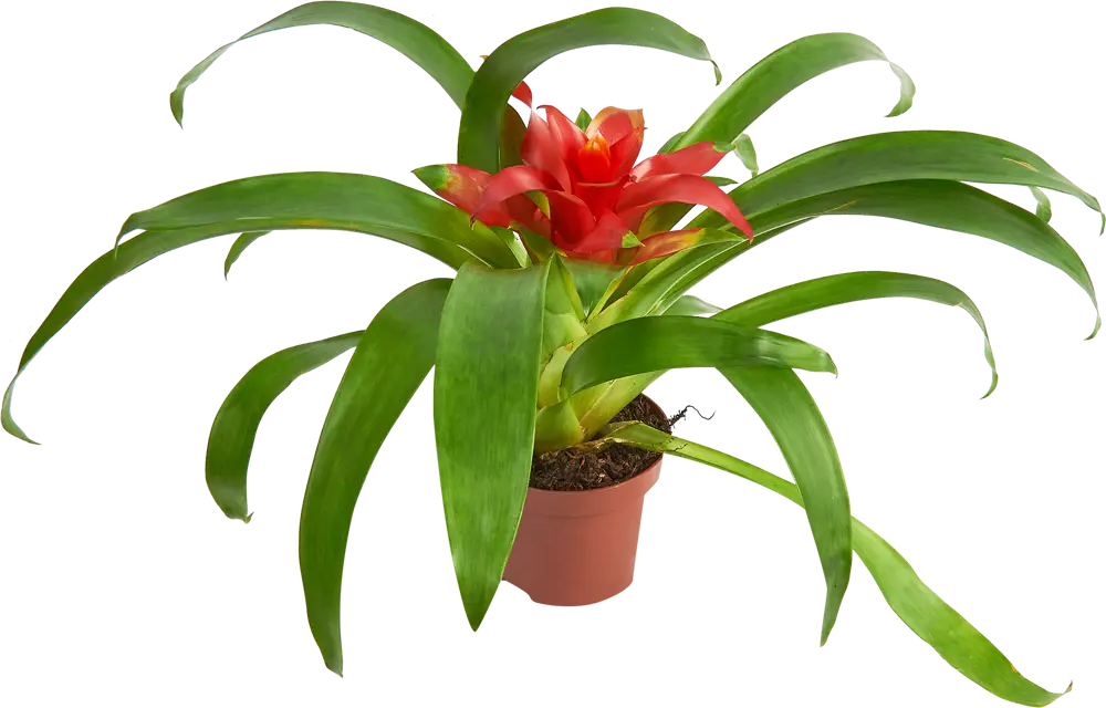 Santreyd Гузмания Минор Рондо — яркий акцент для интерьера 85324979