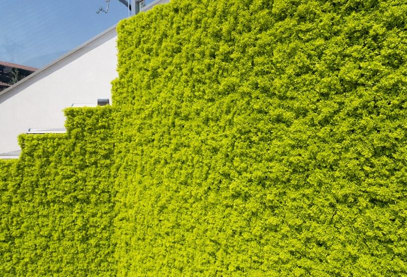 Carlo Civera лишай E искусственный E sun-id-1430707 - Вид №3