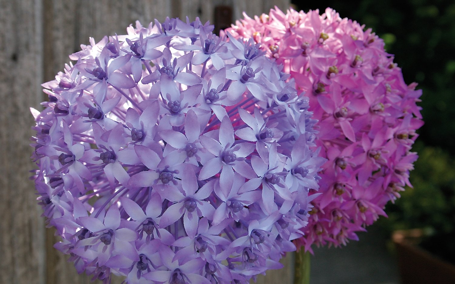 3527 222 a3 Искусственный лук, 80 см, темно-фиолетовый H-andreas  - Вид №5