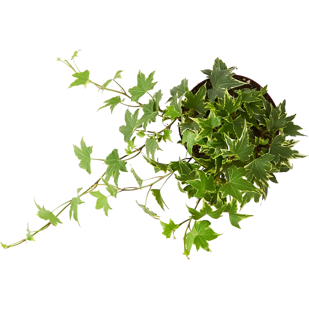 Santreyd Хедера Хеликс микс - вечнозеленый плющ для вертикального озеленения 85324863 STLM-0061475 - Вид №2