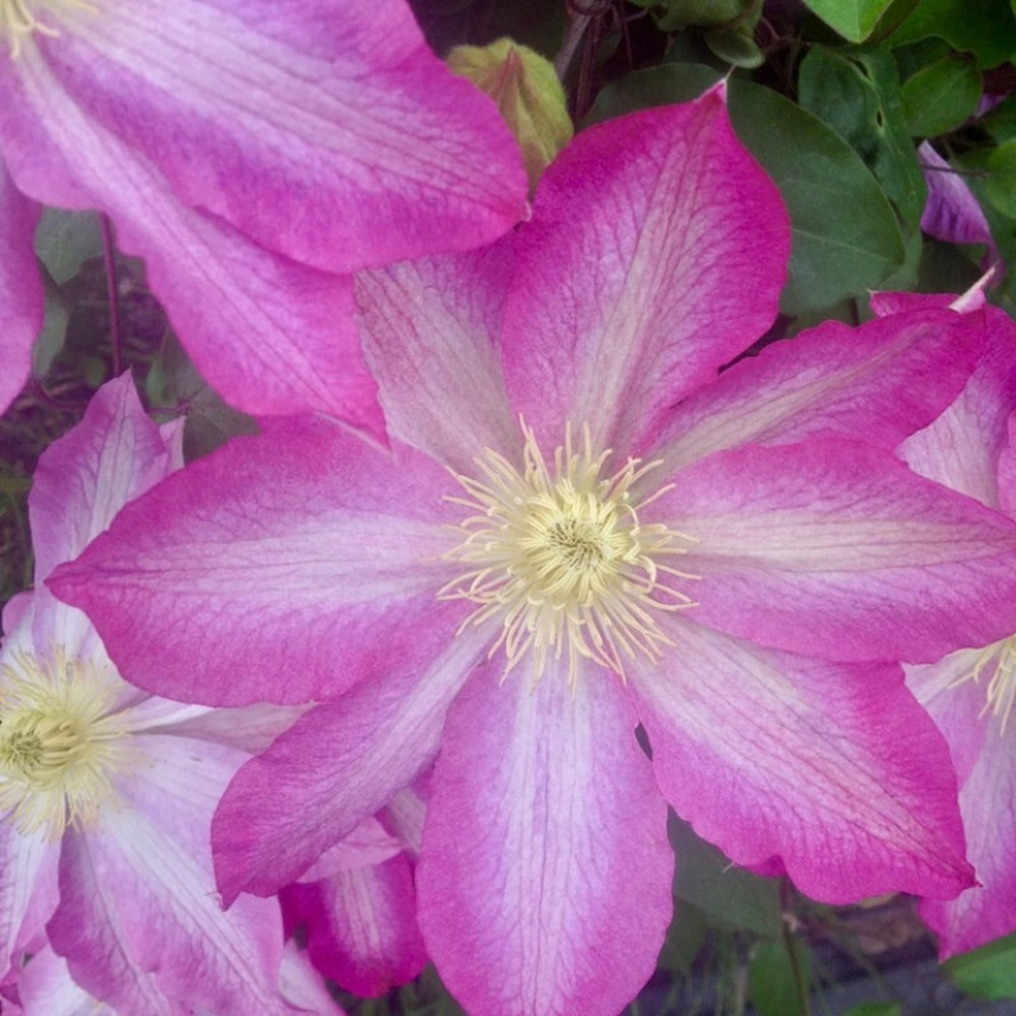 85324323 Клематис крупноцветковый Пинк Бьюти ø17 h50 см Santreyd  - Вид №1