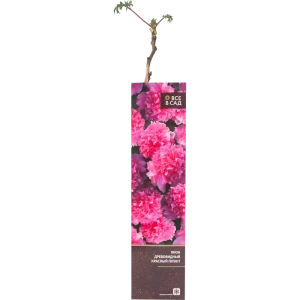 Пион др. Красный гигант, Красный 15612819 STLM-2208535