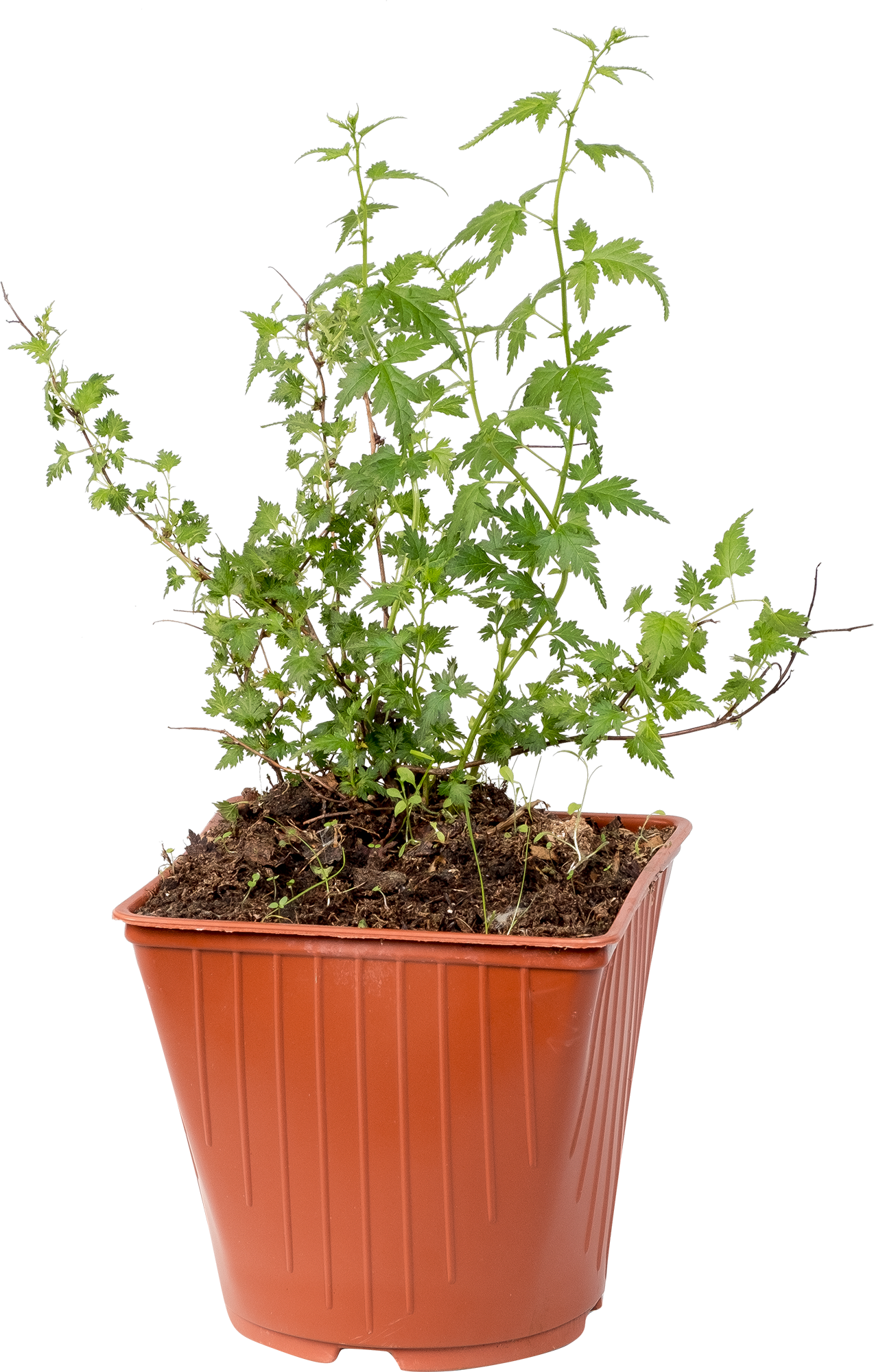 Стефанандра Криспа Santreyd - декоративный кустарник с ажурной листвой 82237761 STLM-0022573