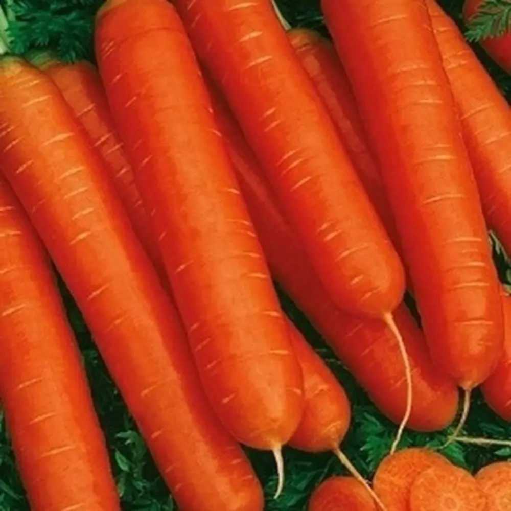 Семена моркови Нантская красная от САДОК - сладкий сорт для соков и детского питания 18580550 STLM-0011503