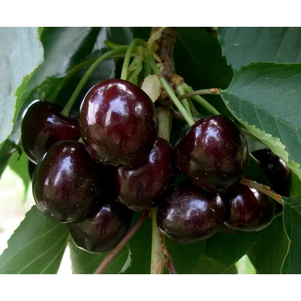 Дюк гибридный Ночка пакет PLANTMARKET STLM-2143381