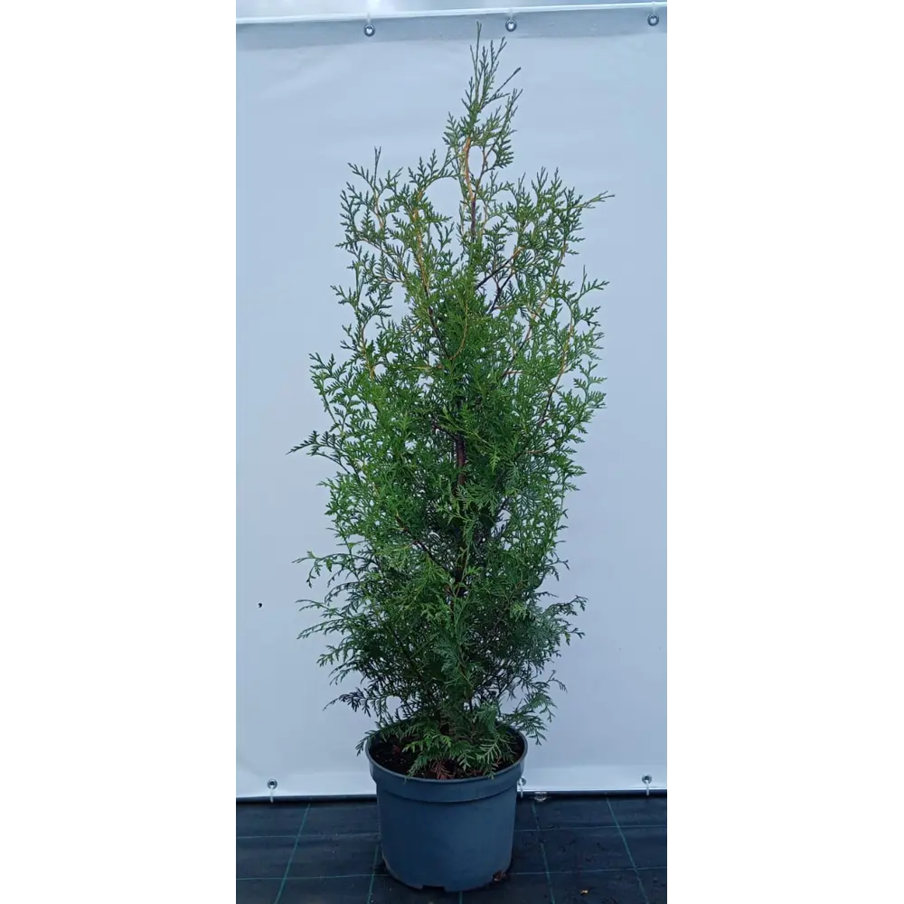 Туя западная Брабант ø28 см h100-120 см 85088214 STLM-2169022 Santreyd 