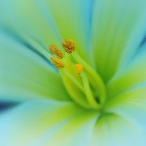 C1-315 Фотообои DIVINO Collection C 1.47х2 м