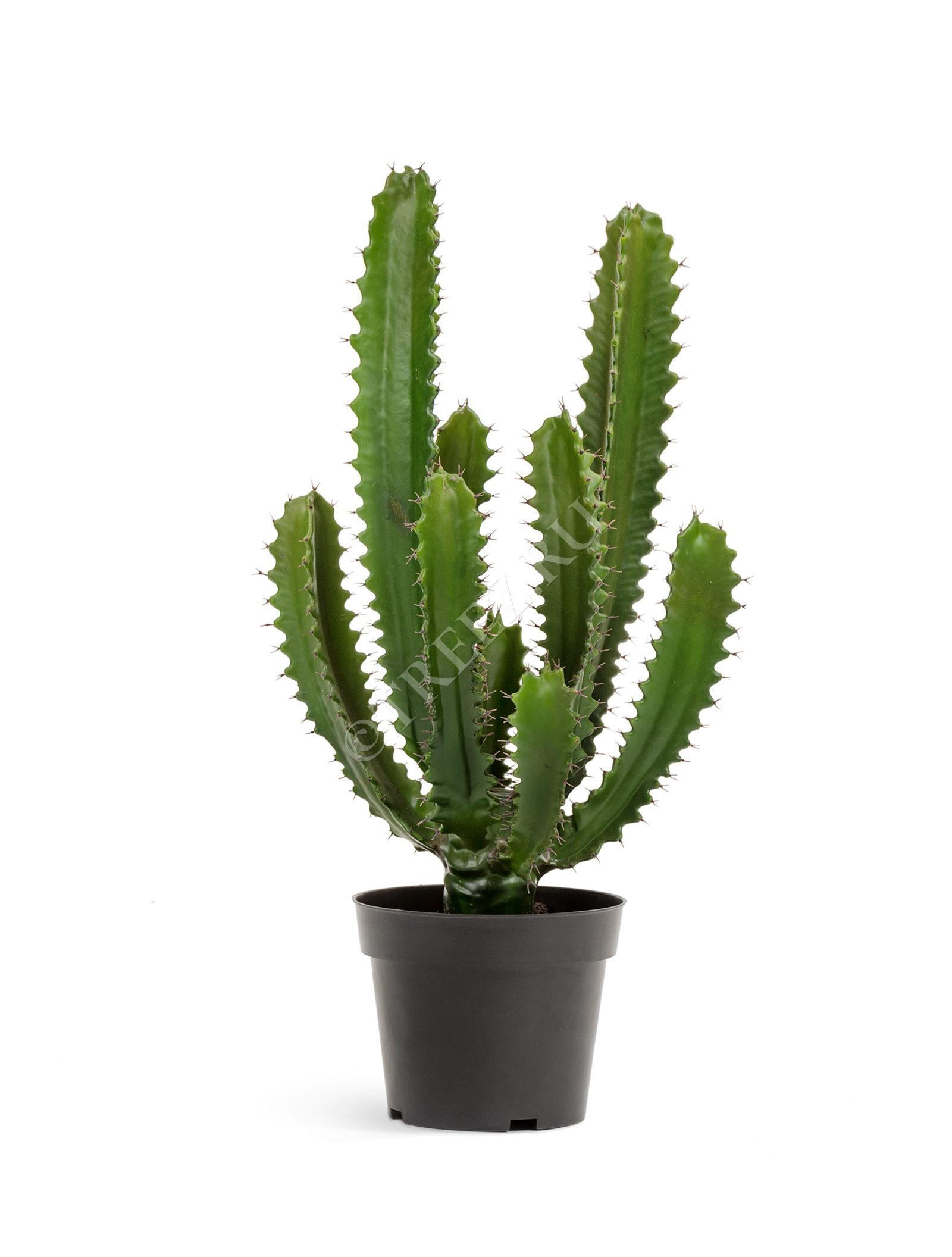 10.0618233 Кактус Цереус Стайл Цветочная коллекция  - Вид №2