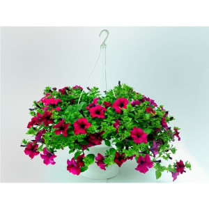 83248479 Петуния в кашпо ø15 h25 см