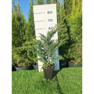 Можжевельник Блю Свид h20 - 40 см 89355386 STLM-2151570
