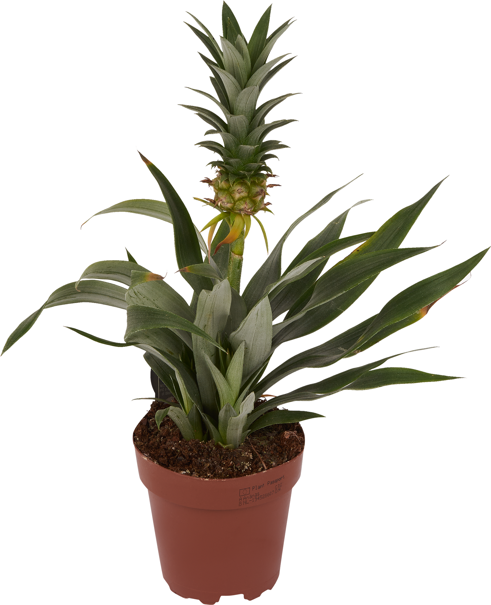 Ананас декоративный Santreyd - экзотическое комнатное растение с плодами 83738771 STLM-0044154