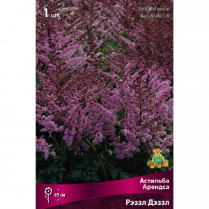 88294697 Астильба Арендса Рэззл дэззл луковица I