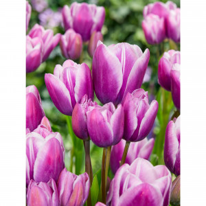 89078491 Тюльпан многоцветковый Перпл Элеганс луковица 12/, 7 шт.