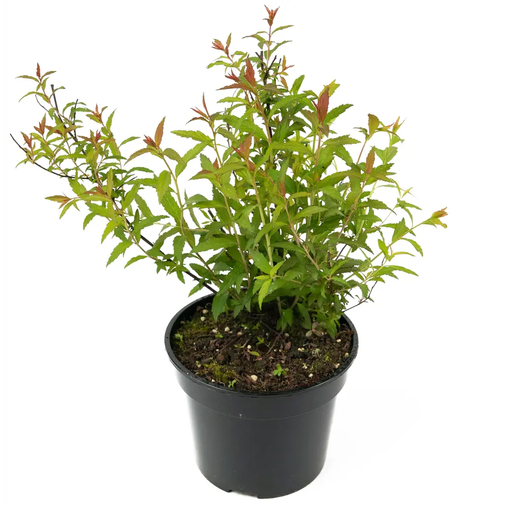 Спирея японская Darts Red от Santreyd — цветущий кустарник для живых изгородей 84841616