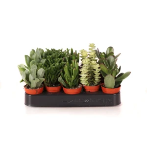 Santreyd Крассула микс - живая композиция суккулентов 89390764