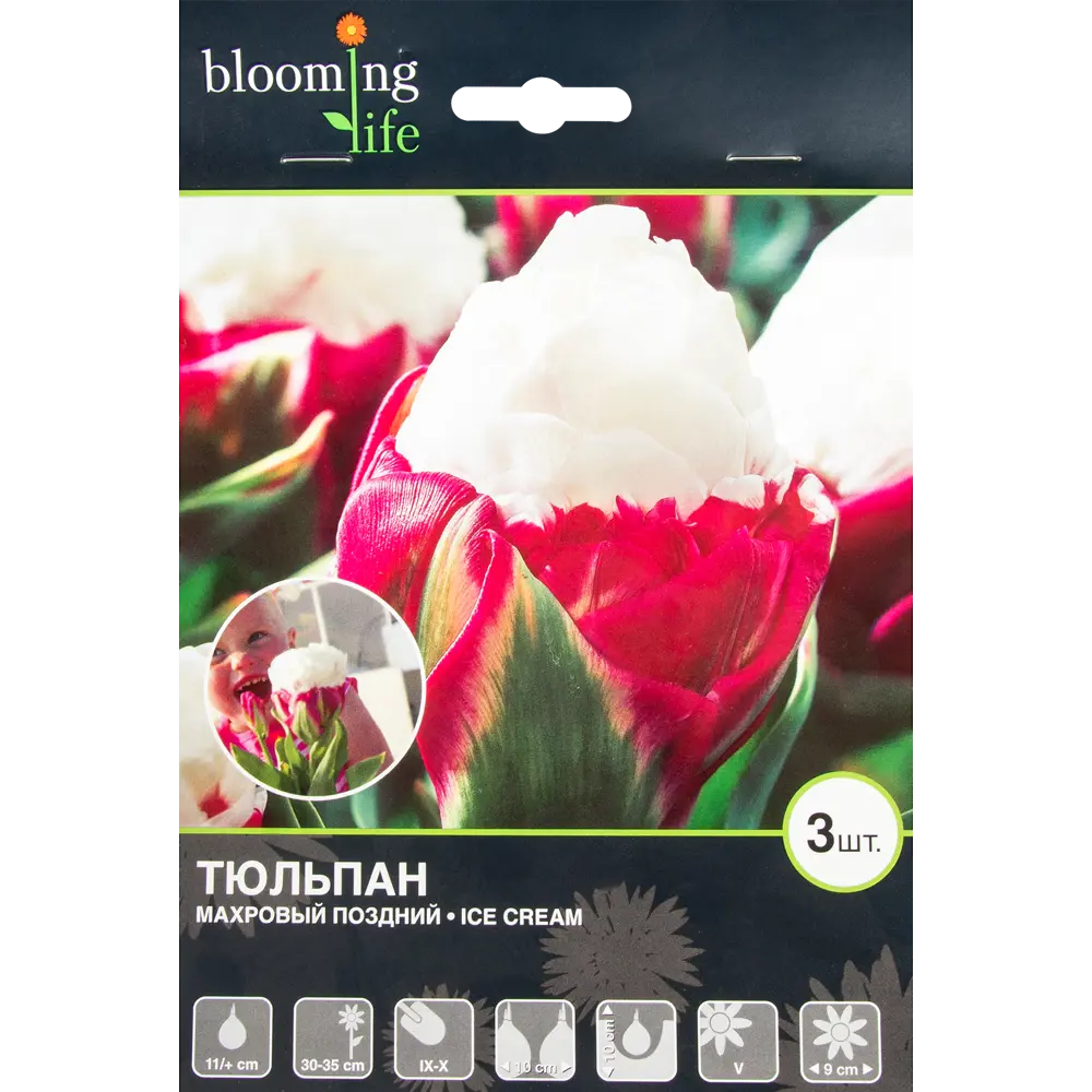 Тюльпан Айс Крим 11/plus, 3 шт. 13740171 STLM-2196742 Santreyd 