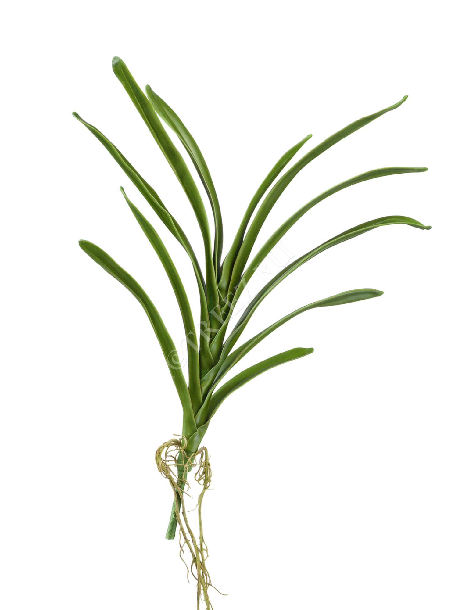 30.0611068 Листья орхидеи Ванды с корнями Цветочная коллекция 