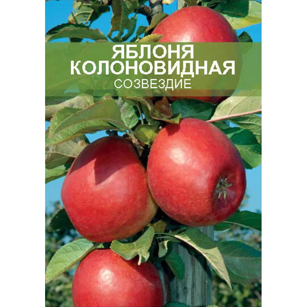 Яблоня колоновидная Созвездие ø20 h180 см 85670473 STLM-2185276 Santreyd 