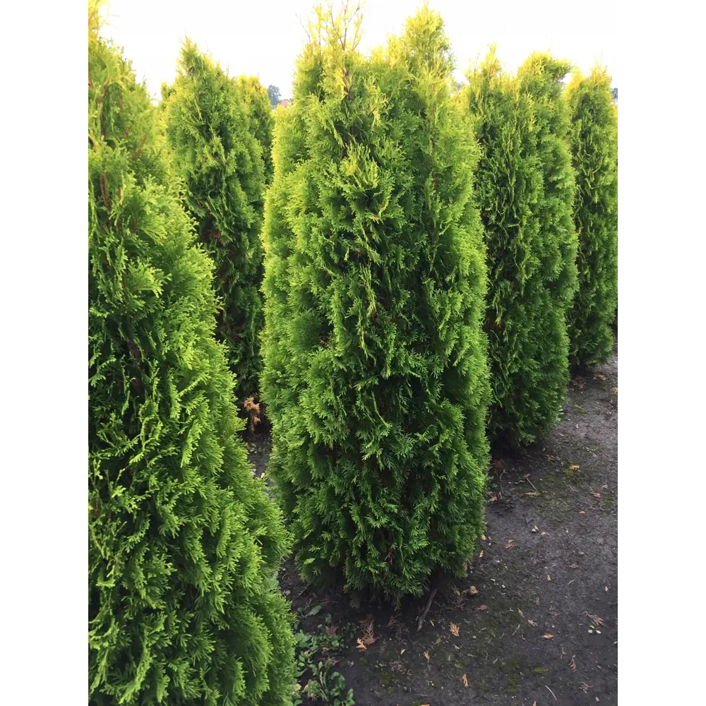 Туя западная «Брабант» 40x120-140 см 82625360 STLM-2060706 Santreyd  - Вид №1