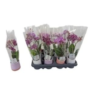 Орхидея Фаленопсис Микс в горшке ø6 см - изысканное цветущее растение 89412430