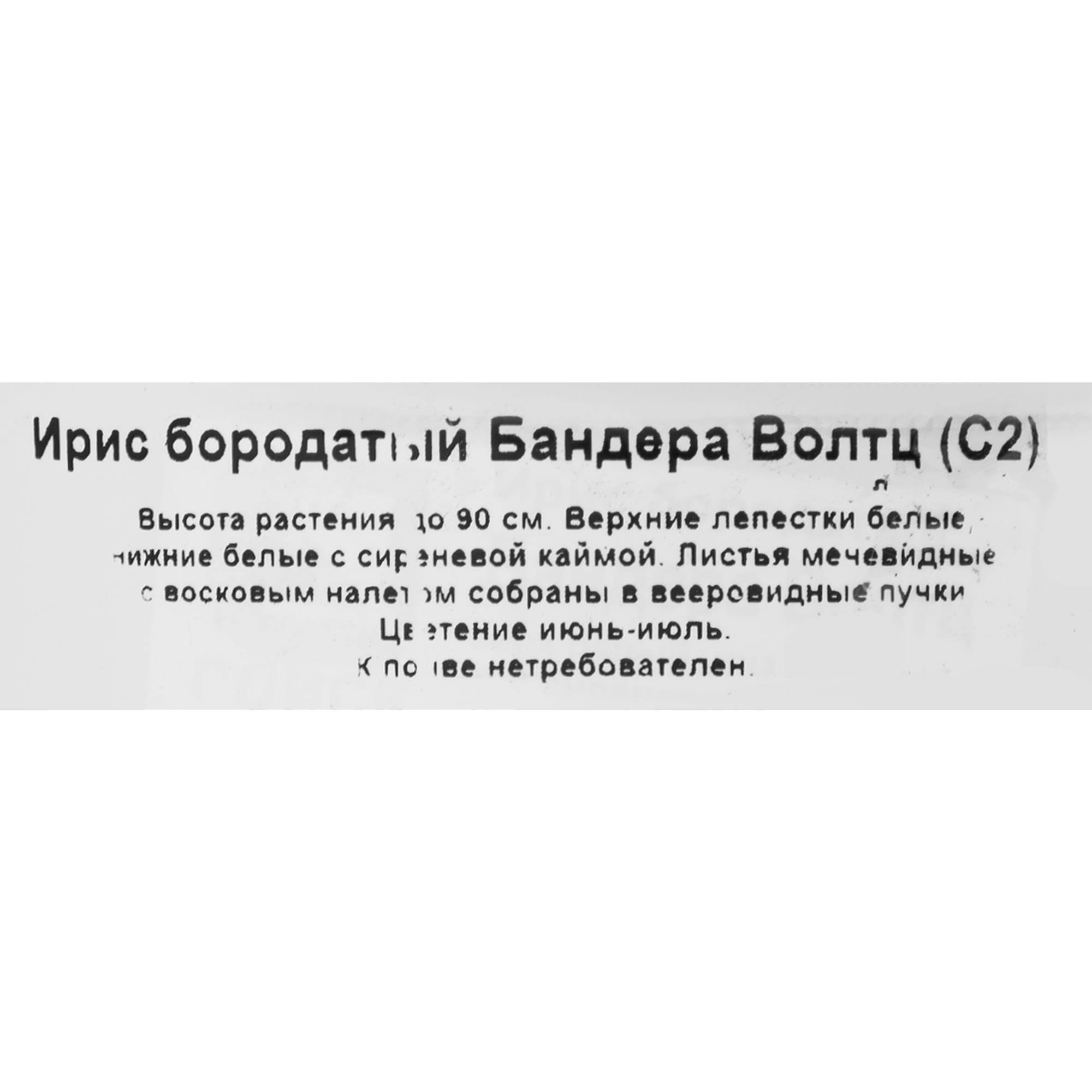 85324909 Ирис бородатый Бандера Волтц ø17 h30 см Santreyd  - Вид №1