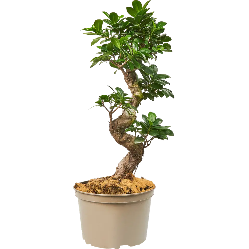 Фикус Микрокарпа Santreyd - элегантное комнатное дерево с мощным стволом 85062666 STLM-0058032 - Вид №1