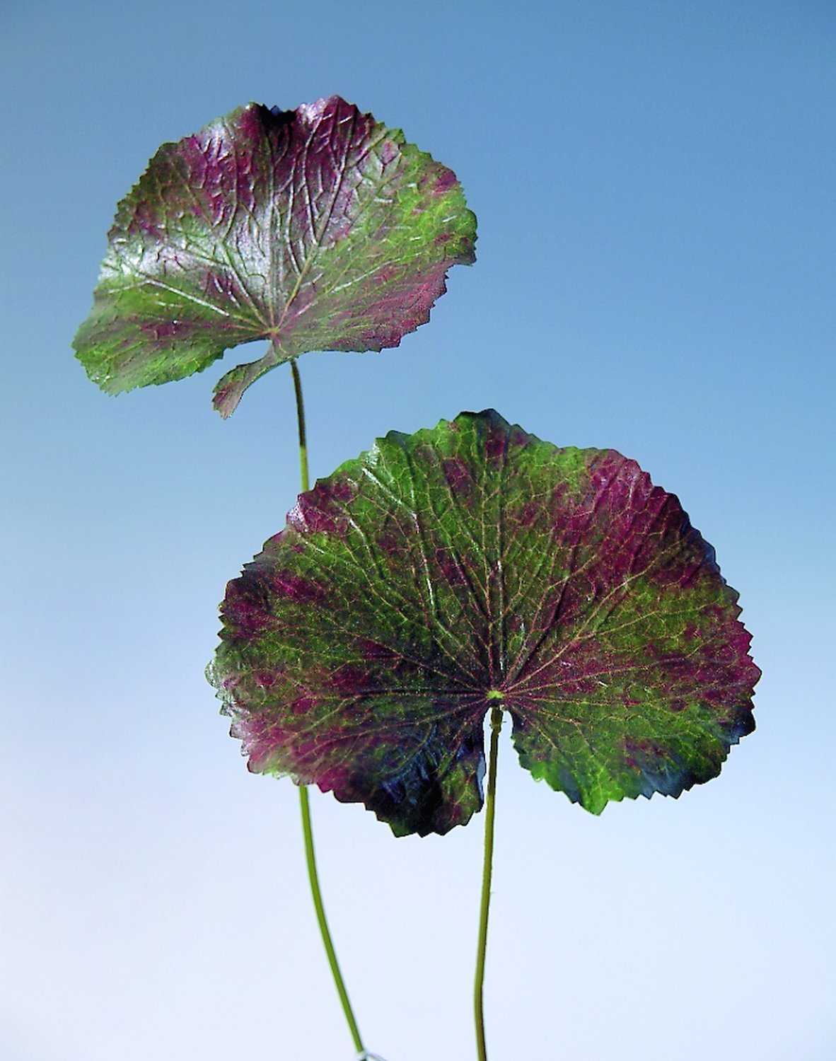 6472 844 a1 Пластиковый лист герани, 40 см, зелено-красный H-andreas 