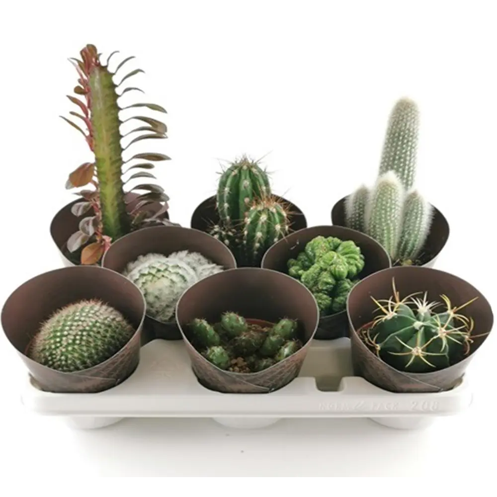 Santreyd Кактус микс - вечнозеленый суккулент для интерьера 82894897 STLM-0037677 - Вид №4