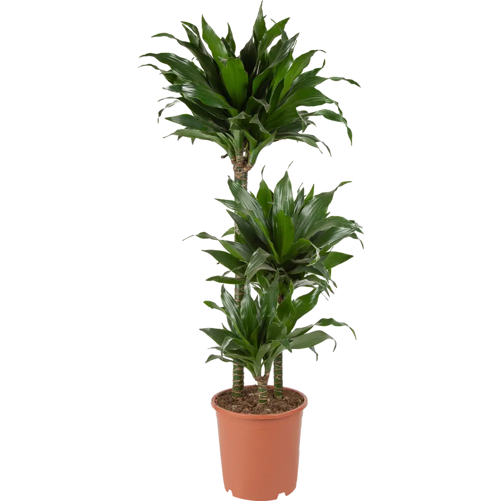 Santreyd Драцена Блэк Джек — вечнозеленая пальмовая элегантность 85062654 STLM-0058022