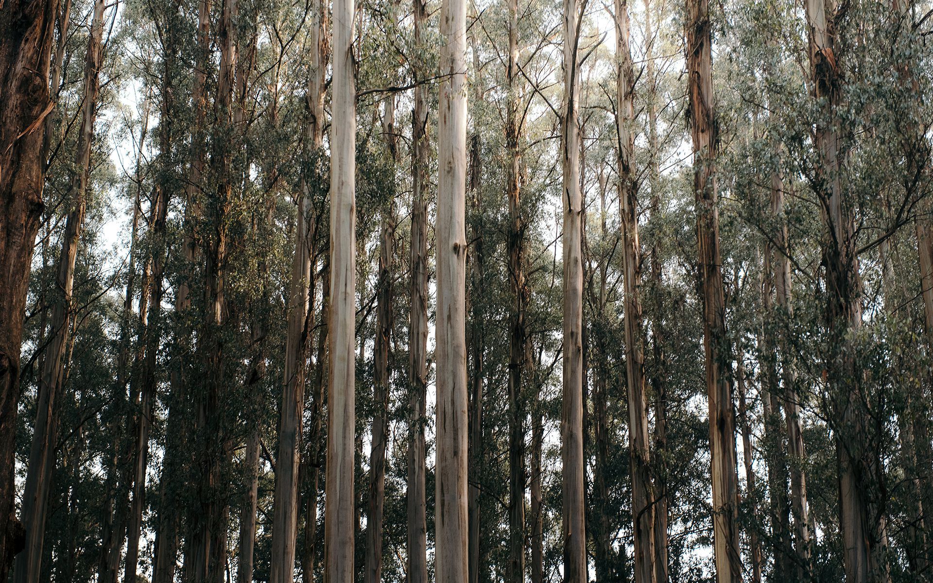 Pe SPA ароматерапия диффузор Aquademy AROMATERAPIA IN ARIA ARCH-00015799 - Вид №6