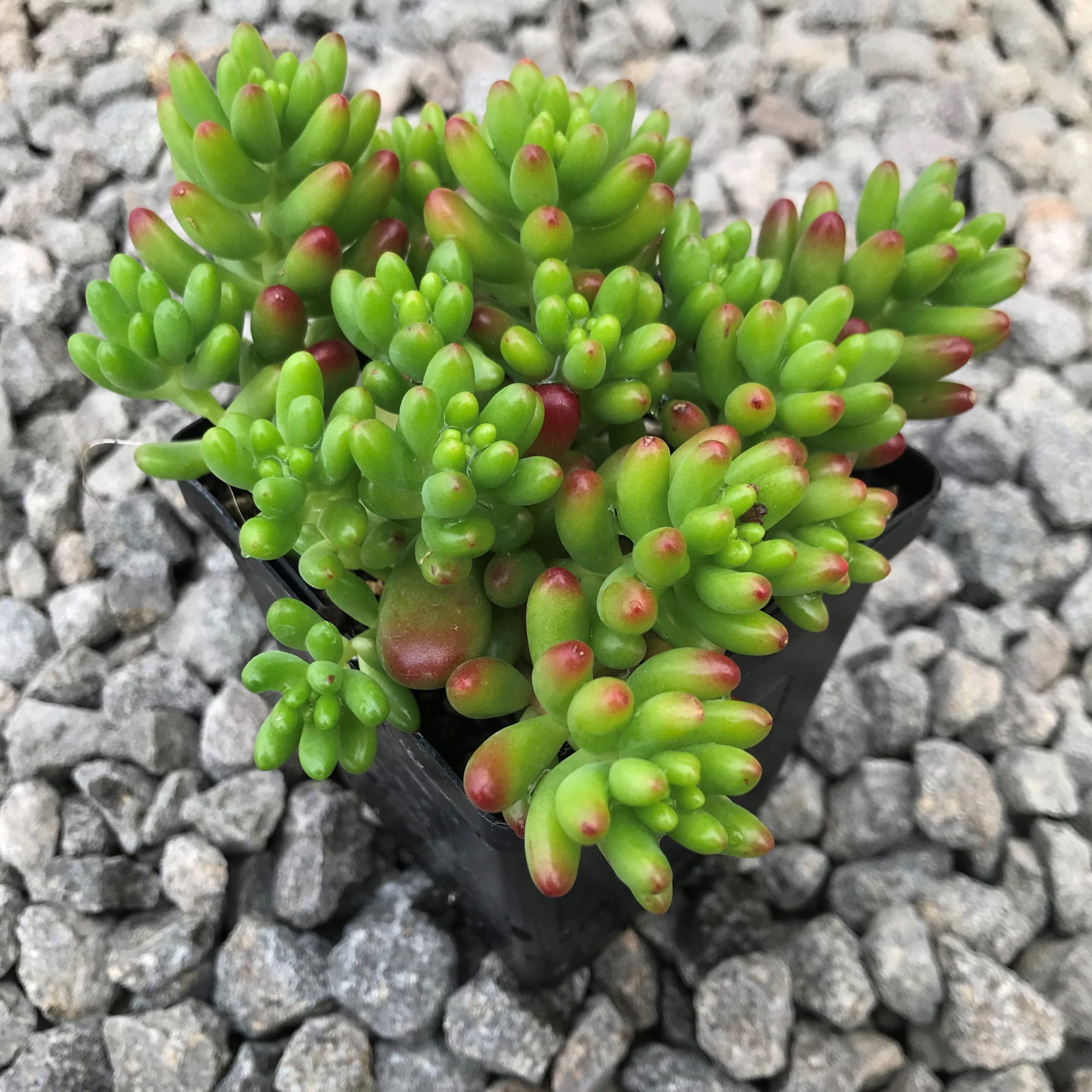 Седум микс - многолетний цветущий очиток для солнечных участков 85324913 Santreyd STLM-0061508