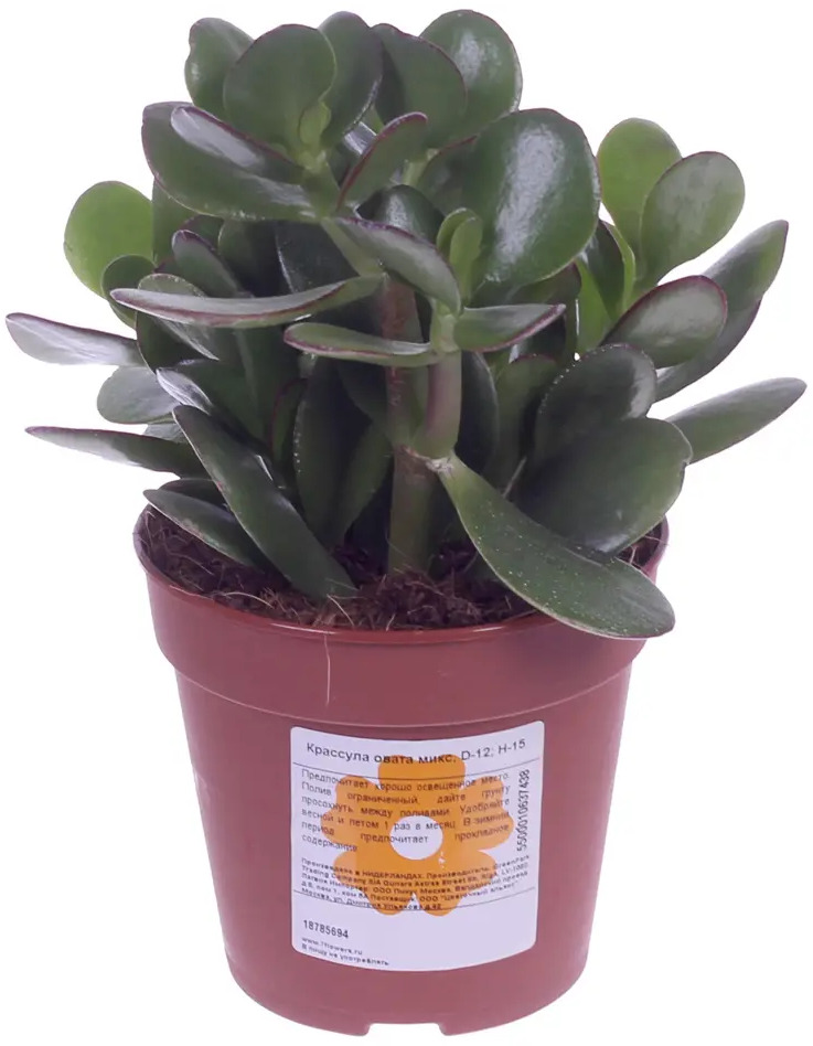 Santreyd Крассула Овата - денежное дерево для вашего интерьера 18785694