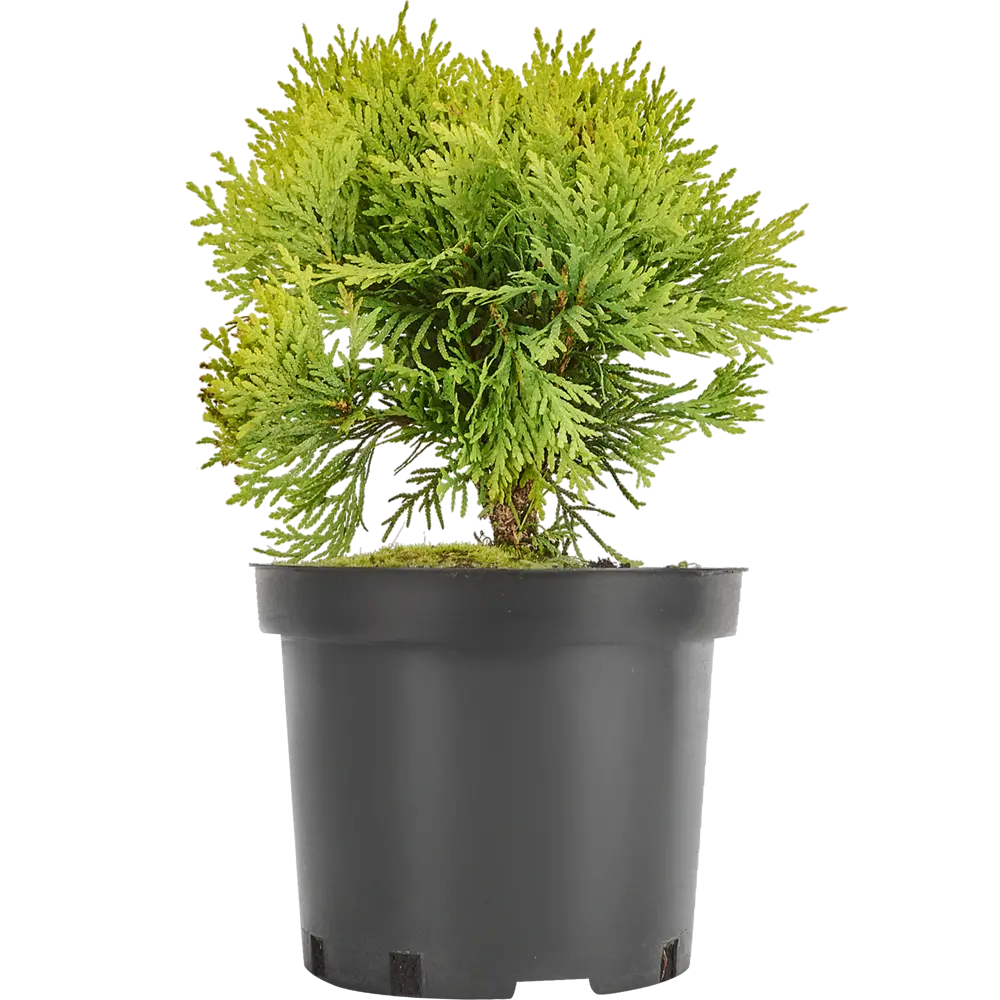 Туя западная «Мириам» 19x20 см ГАВРИШ STLM-2167930