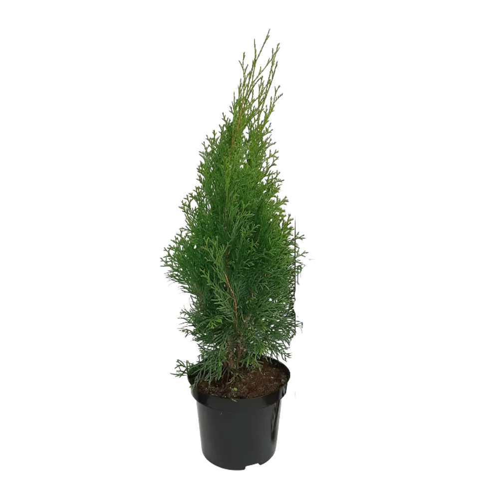 Туя западная Кубанский изумруд ø22 h40 см 85923186 STLM-2200660 ГАВРИШ 