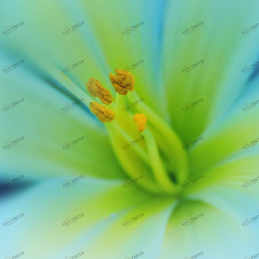 C1-315 Фотообои DIVINO Collection C 1.47х2 м C1315