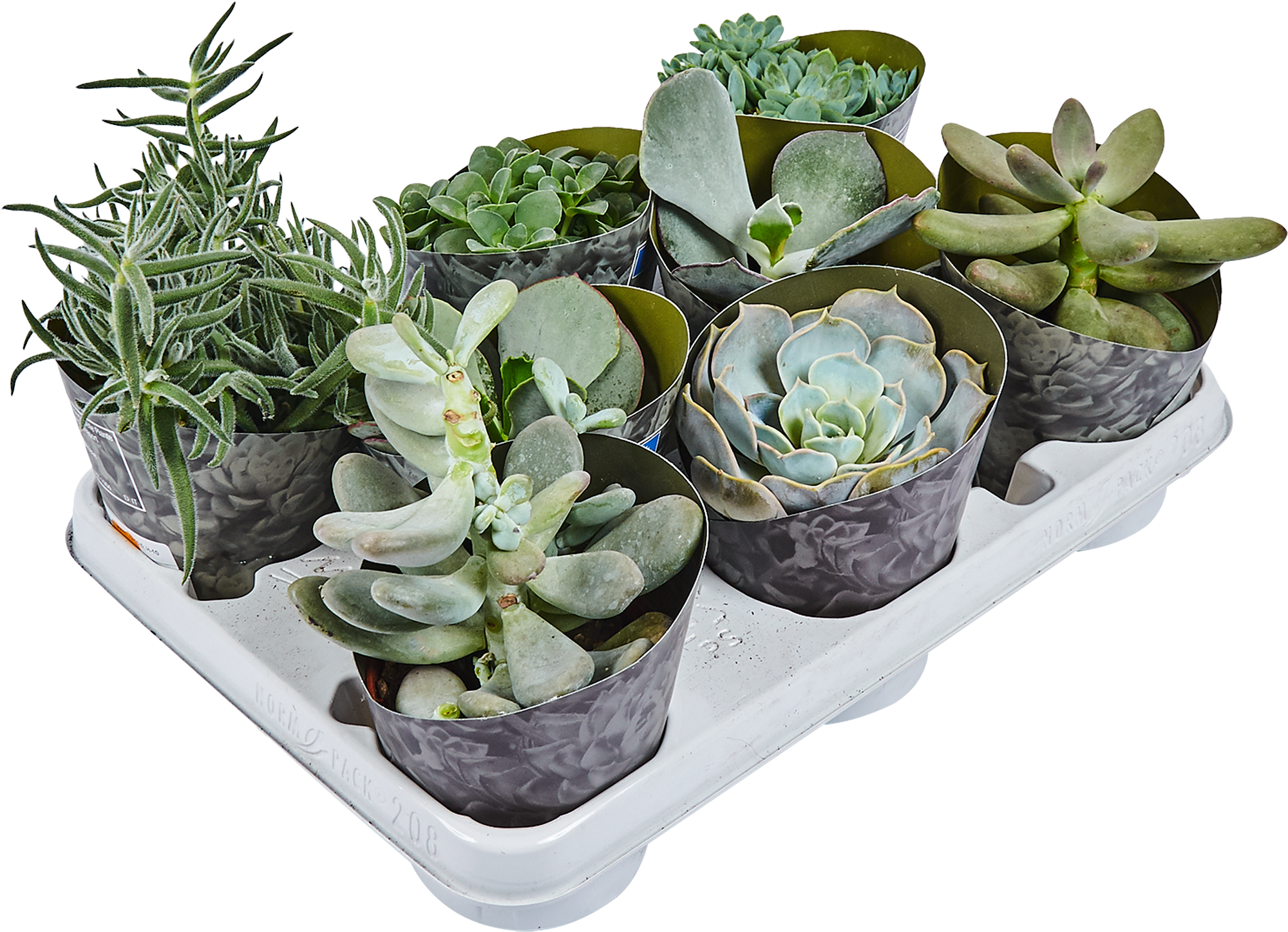 Суккулент микс Santreyd - набор комнатных растений для интерьера 82894902 STLM-0037680