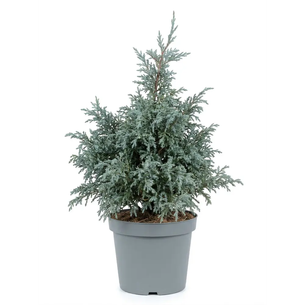 Кипарисовик горохоплодный Бейби Блю ø23 h25 см Santreyd STLM-2124304