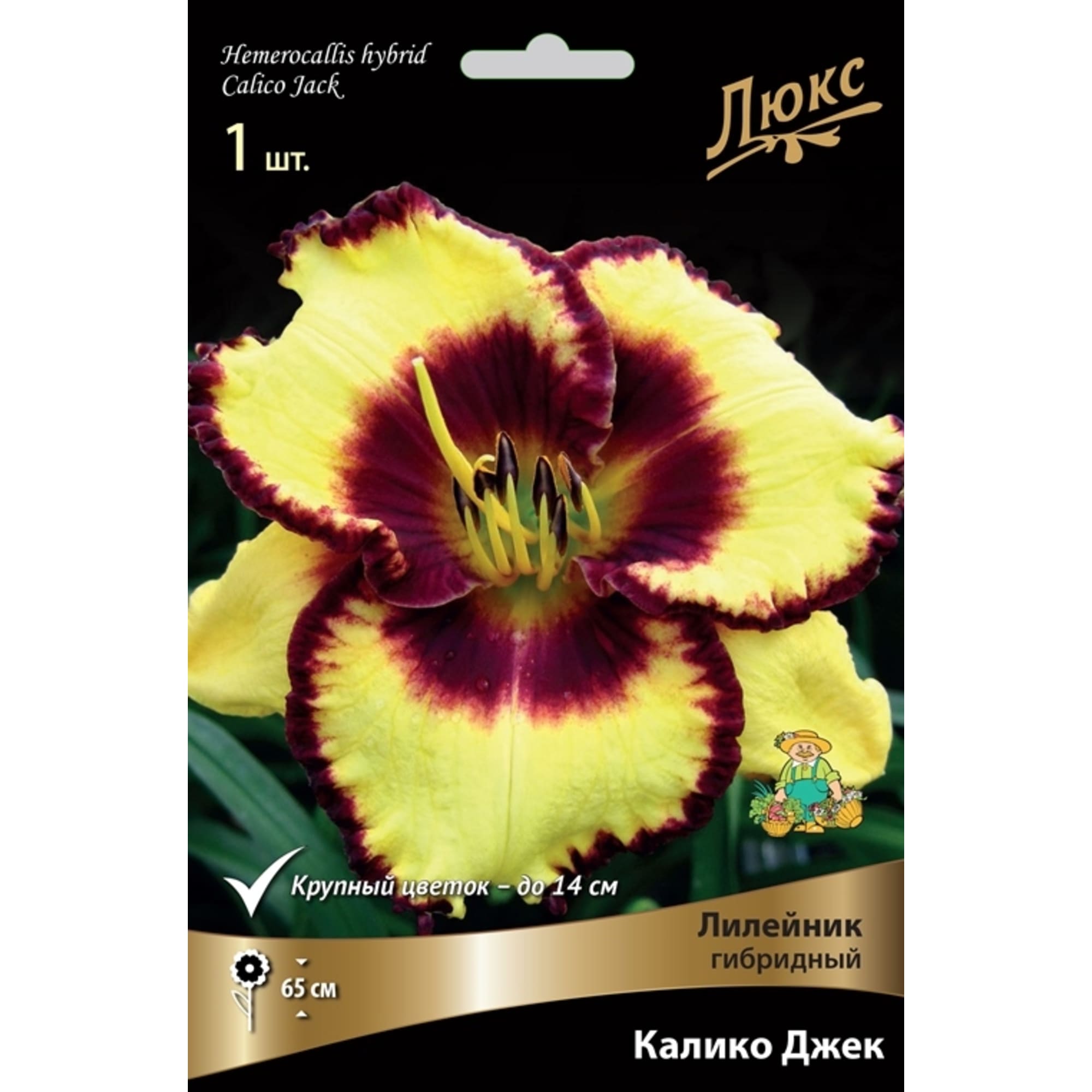 83597592 Лилейник гибридный Калико Джек луковица I Santreyd 
