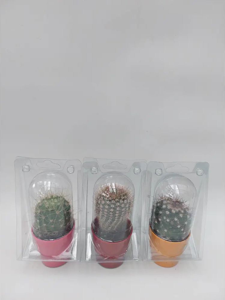 Santreyd: Набор декоративных кактусов для интерьера 3 шт 89296622