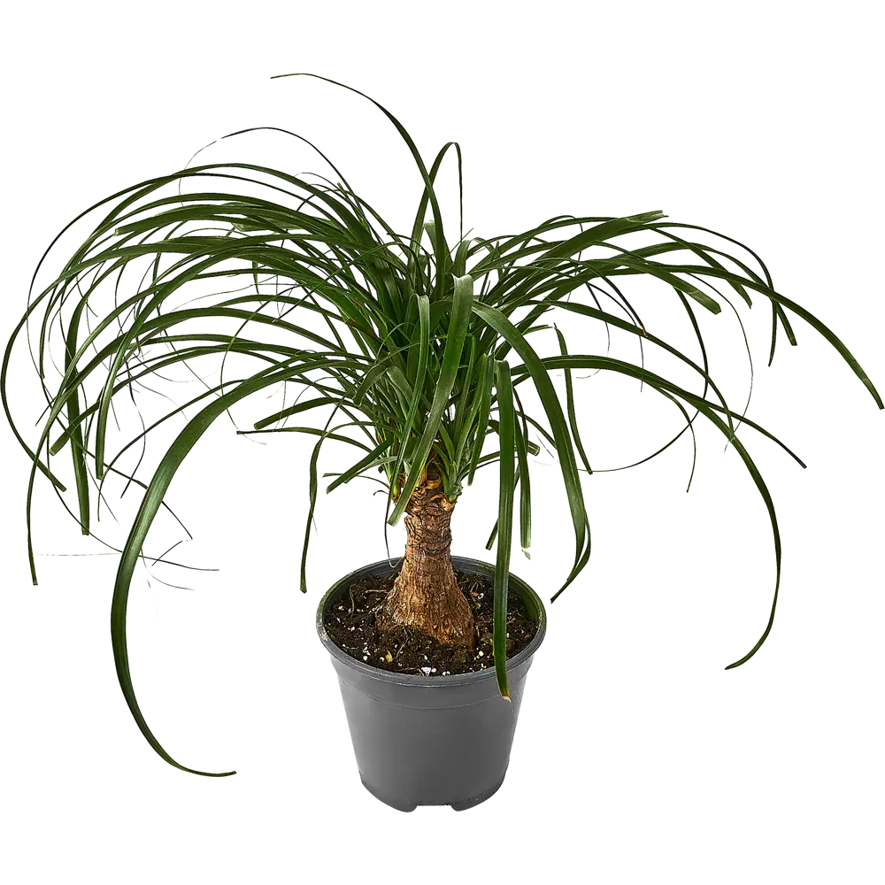 Santreyd Нолина 'Конский хвост' - комнатное растение с раскидистыми листьями 87959837 STLM-0962125 - Вид №1