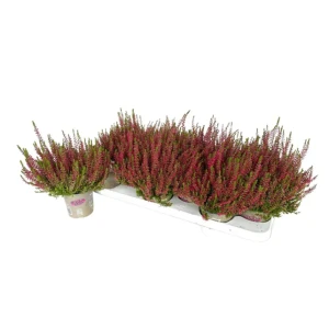 Калунна Голден Эндже - декоративный кустарник для альпинария 89437942