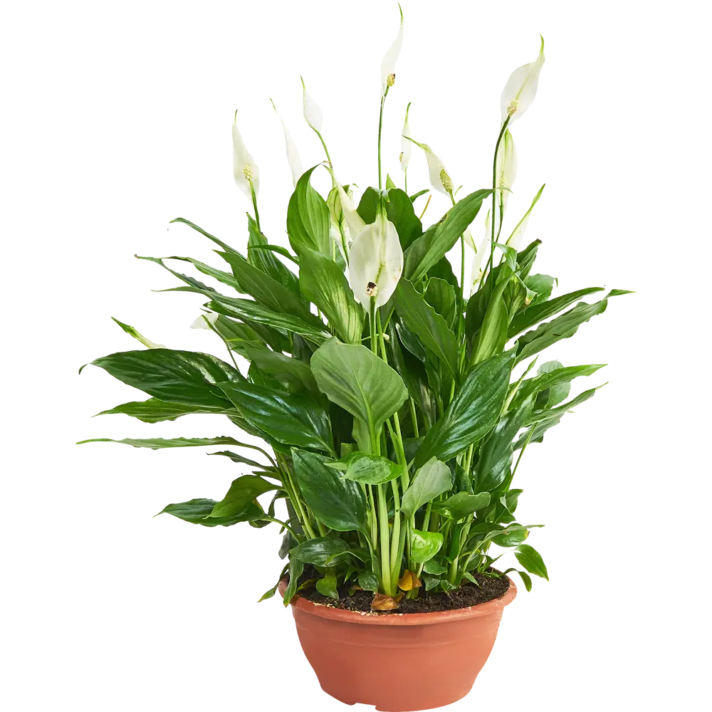Santreyd Спатифиллум — изящное комнатное растение с белыми цветами 85324985 STLM-0061542