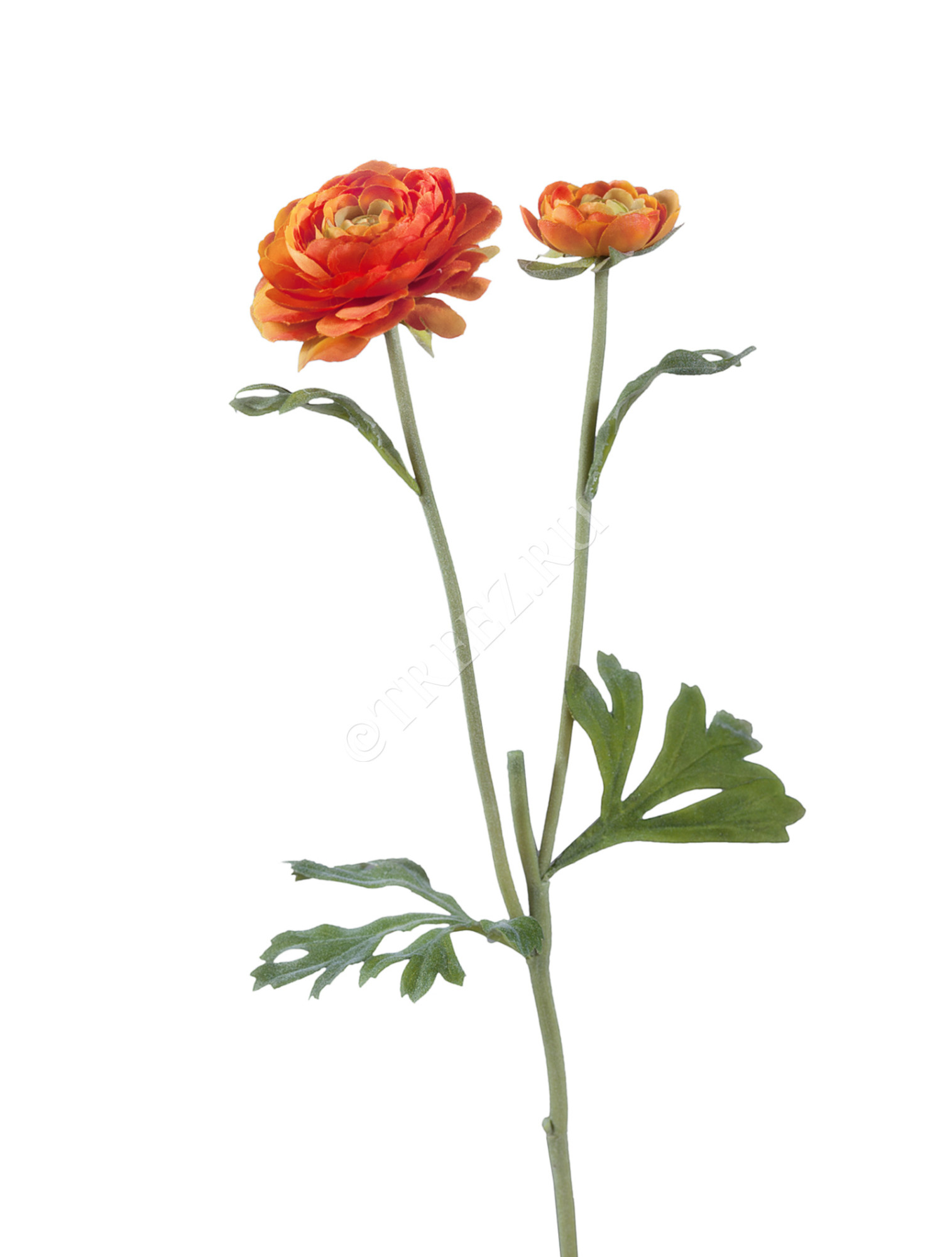 30.0610041OR Ранункулус золотисто-оранжевый Цветочная коллекция 