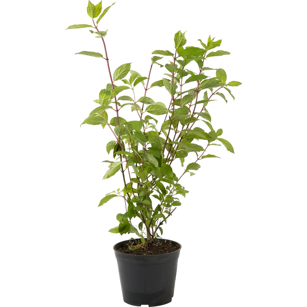 Гортензия метельчатая «Киушу» C3 40-60 см 82356726 STLM-2099204 PLANTMARKET 