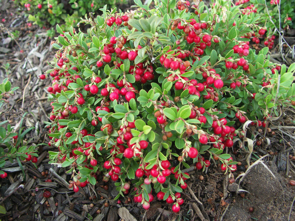 Клюква Стивенс Santreyd — морозостойкий саженец с обильным урожаем 85325517 STLM-0061610 - Вид №4