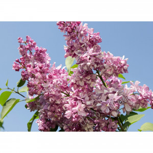 82594915 Сирень «Богдан Хмельницкий» 15x30 см