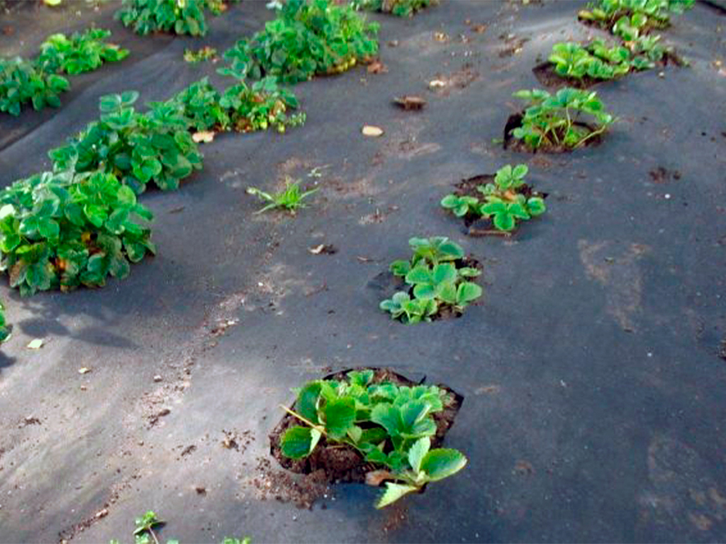 Геотекстиль 100 Строительный и садовый 1,6м ГеоПластБорд GPBST-106 - Вид №3