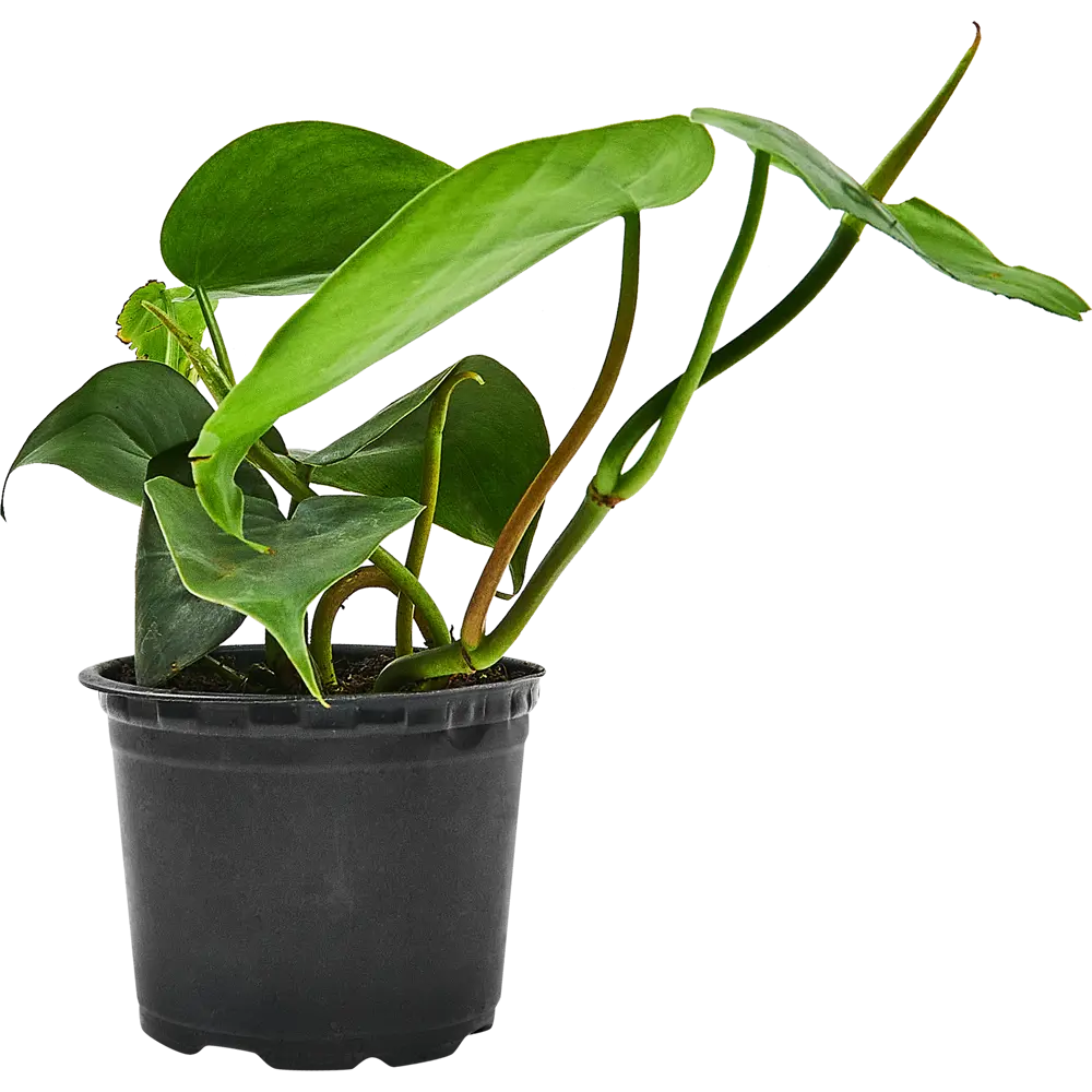 Santreyd Филодендрон Silver Sword с серебристыми листьями 89351066 STLM-0953990 - Вид №2